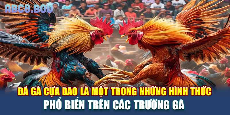Đá gà cựa dao là một trong những hình thức phổ biến trên các trường gà