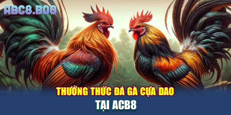 Thưởng thức đá gà cựa dao tại ACB8